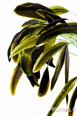 Coquetip - 20-25 cm - olive-braun